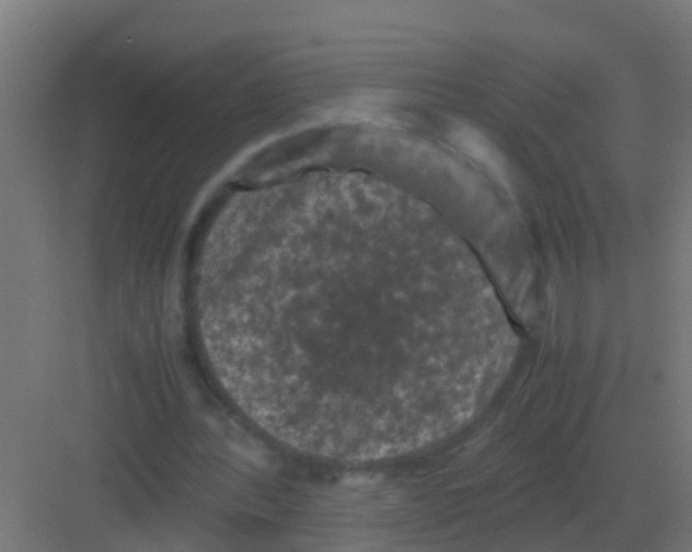 X0000081330388200702082208