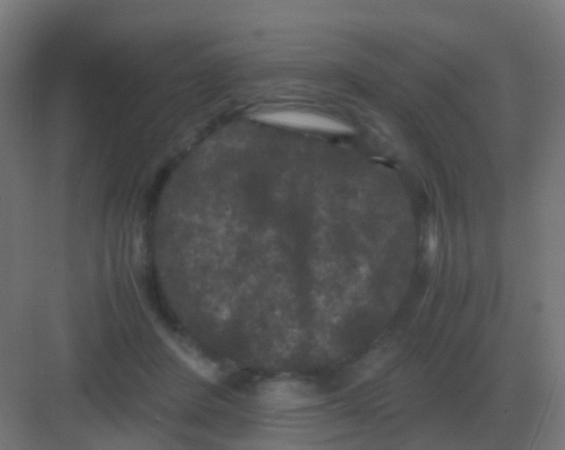 X0000081330408200702082207