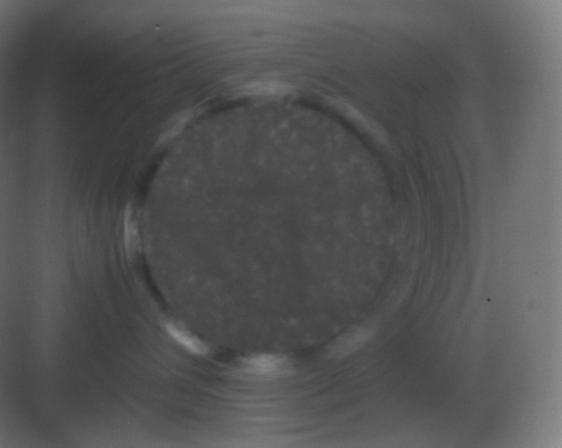 X0000081330432200702082207