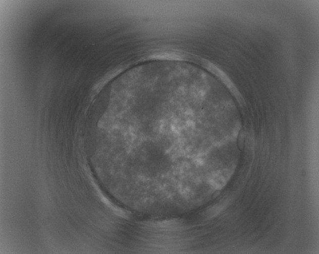 X0000081330433200702082206