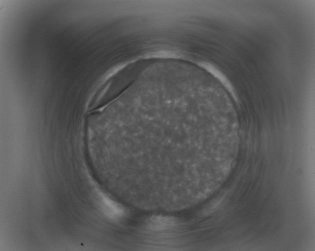 X0000081330437200702082206