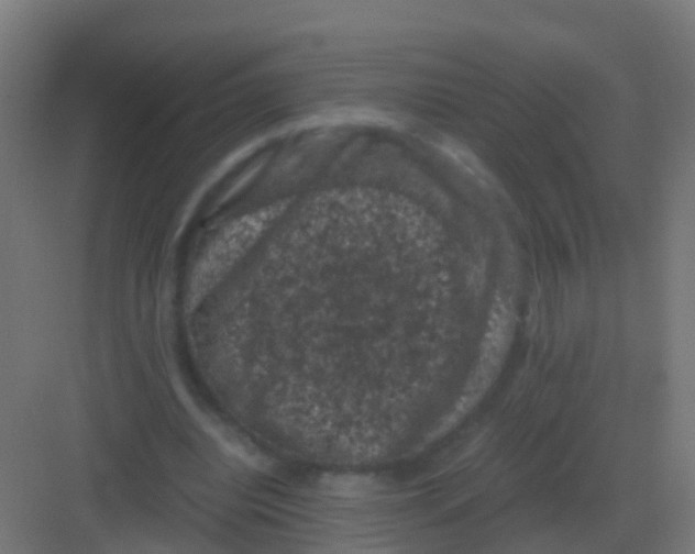 X0000081330440200702082206