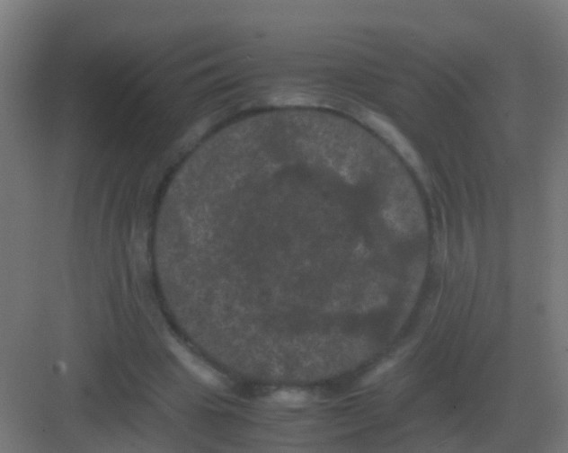 X0000081330441200702082206