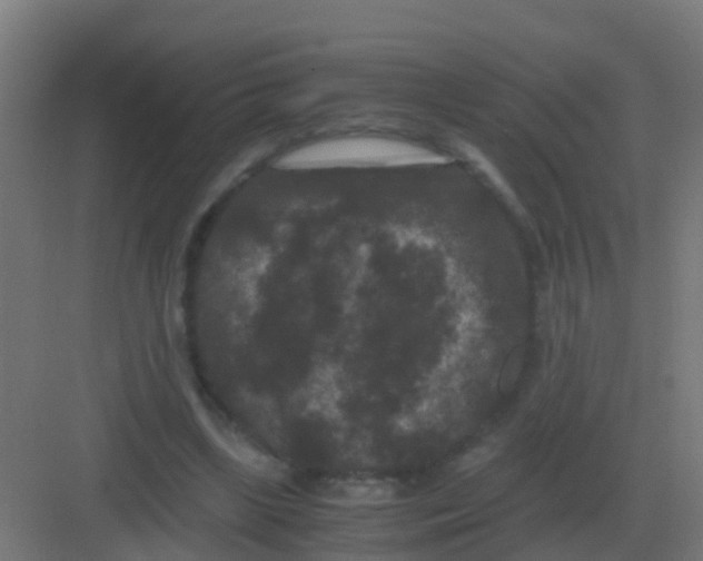 X0000081330443200702082206