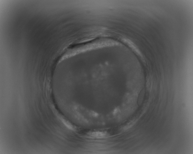 X0000081330449200702082206