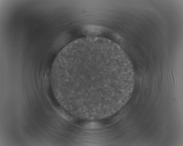 X0000081330460200702082206