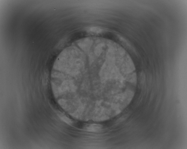 X0000081330463200702082207