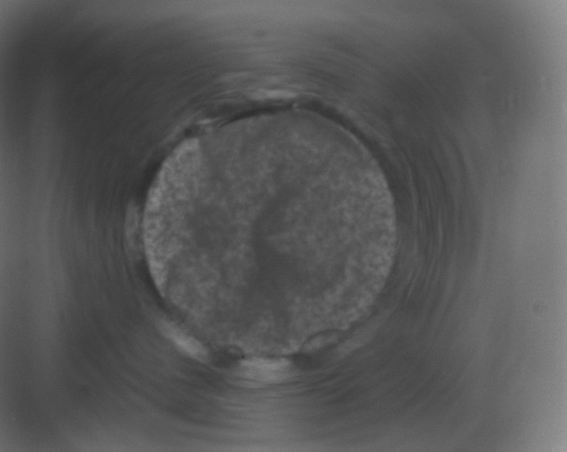 X0000081330480200702082207