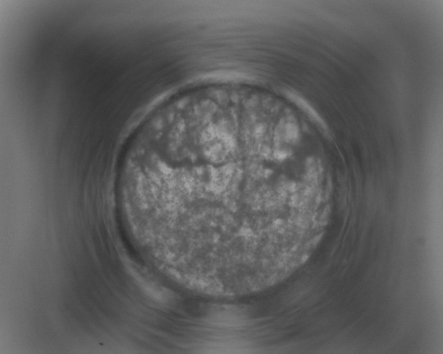 X0000081330486200702082206