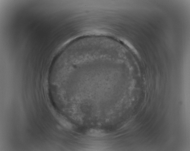 X0000081330487200702082206