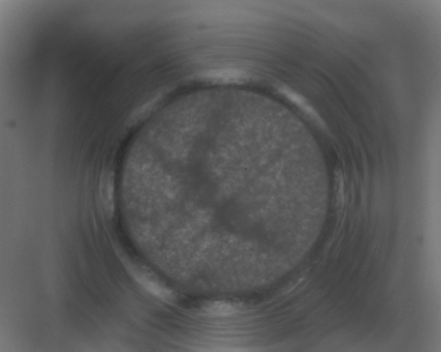 X0000081330494200702082206