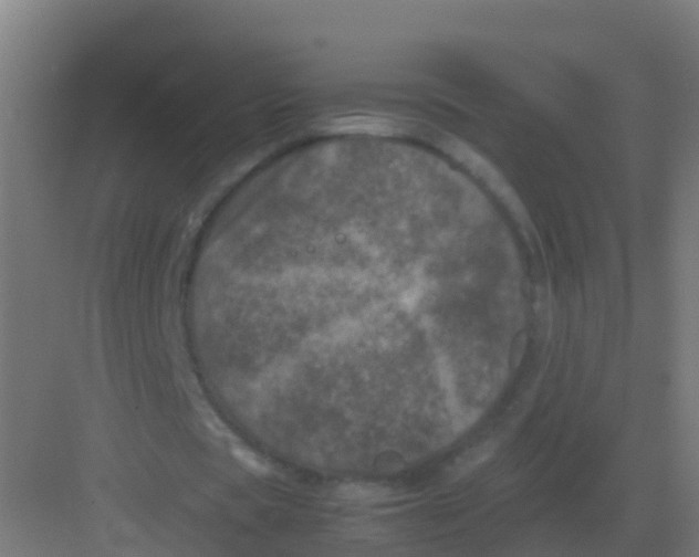 X0000081330529200702082204