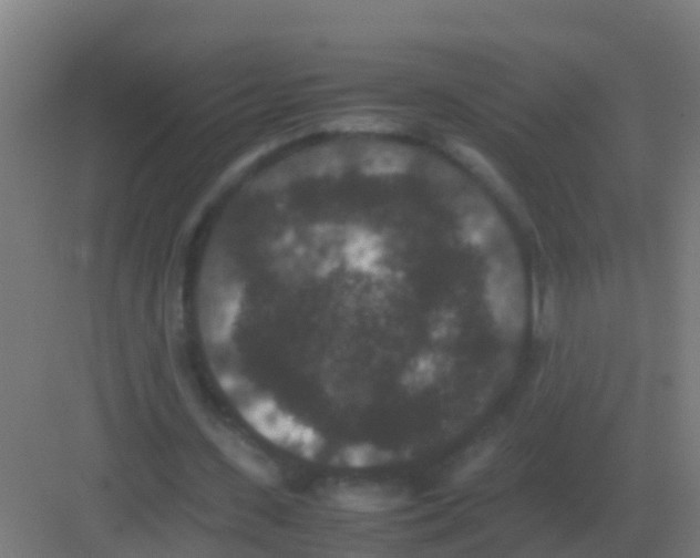 X0000081330531200702082204