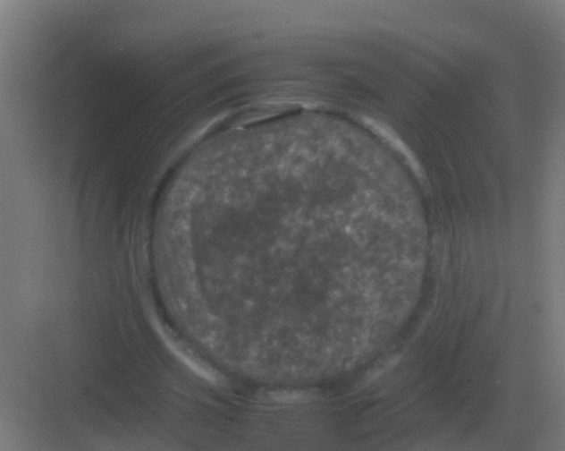 X0000081330533200702082204