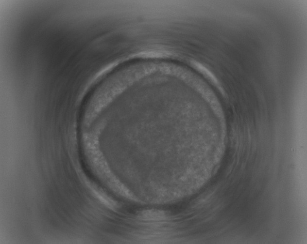 X0000081330535200702082205