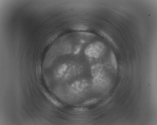 X0000081330541200702082205