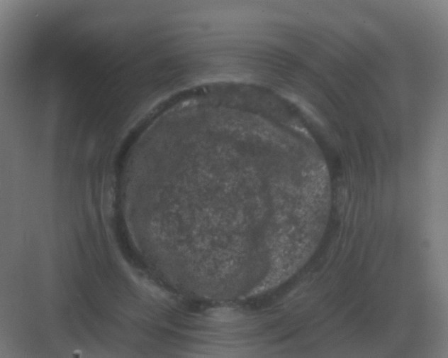 X0000081330544200702082205