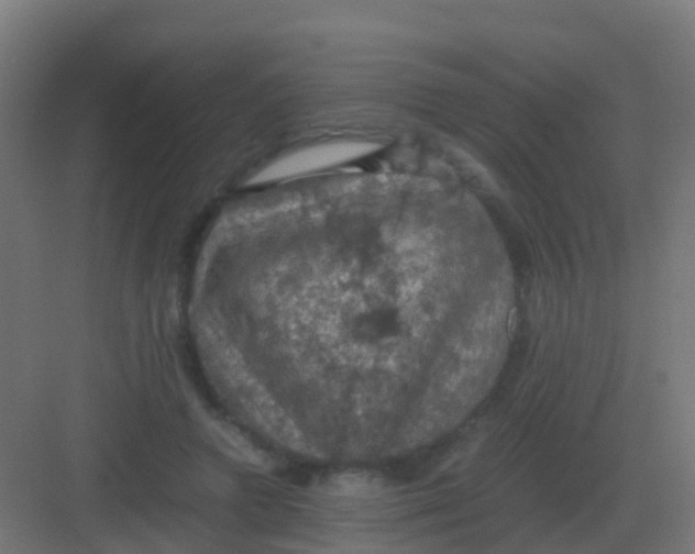 X0000081330546200702082205