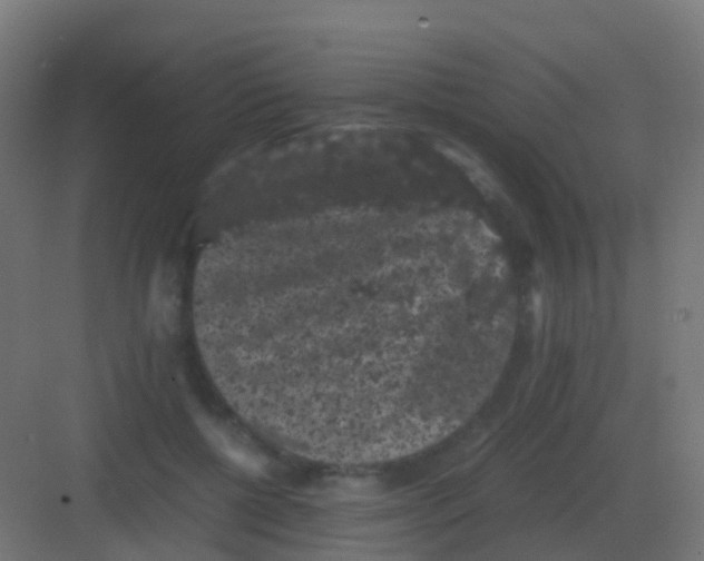 X0000081330552200702082205