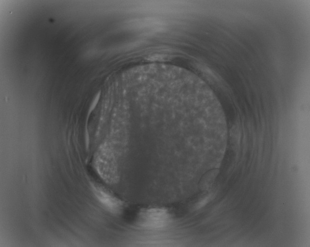 X0000081330554200702082205