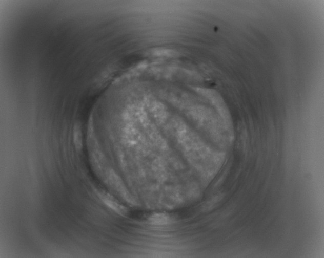 X0000081330562200702082205