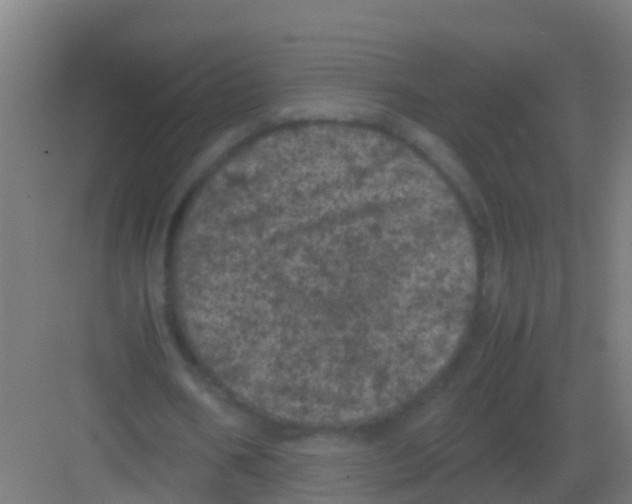 X0000081330578200702082204