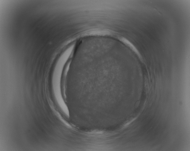 X0000081330581200702082204