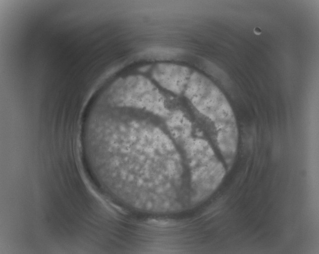 X0000081330582200702082204