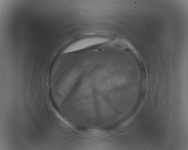 X0000081330585200702082204