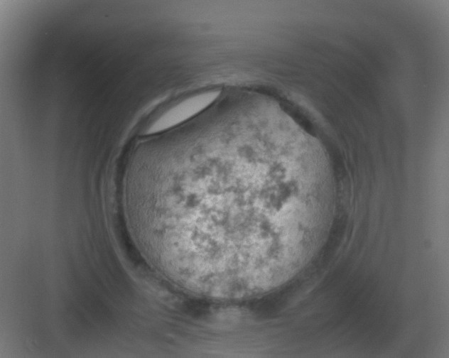 X0000081330587200702082204