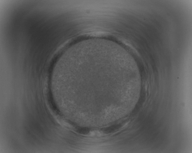 X0000081330591200702082204