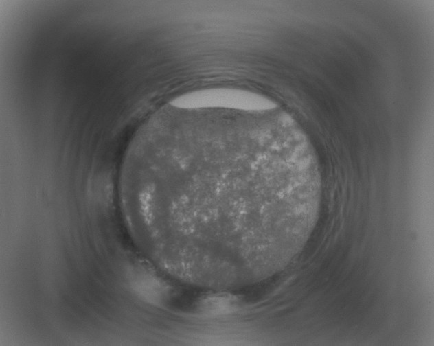 X0000081330595200702082204