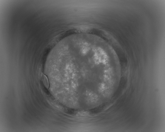 X0000081330599200702082204