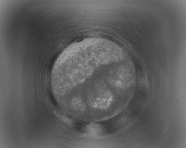 X0000081330603200702082204