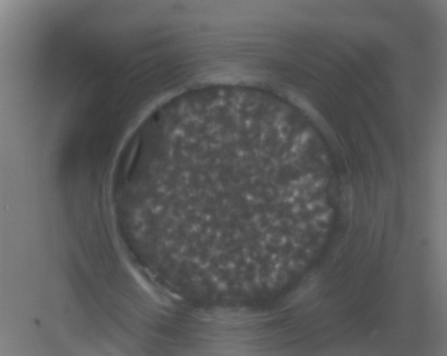 X0000081330626200702082203