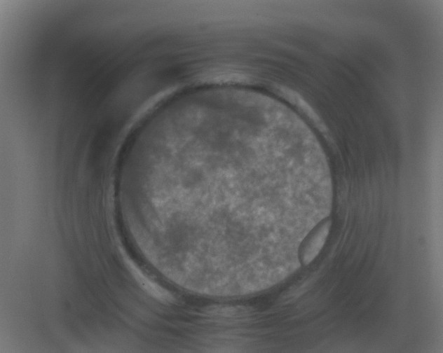 X0000081330629200702082203