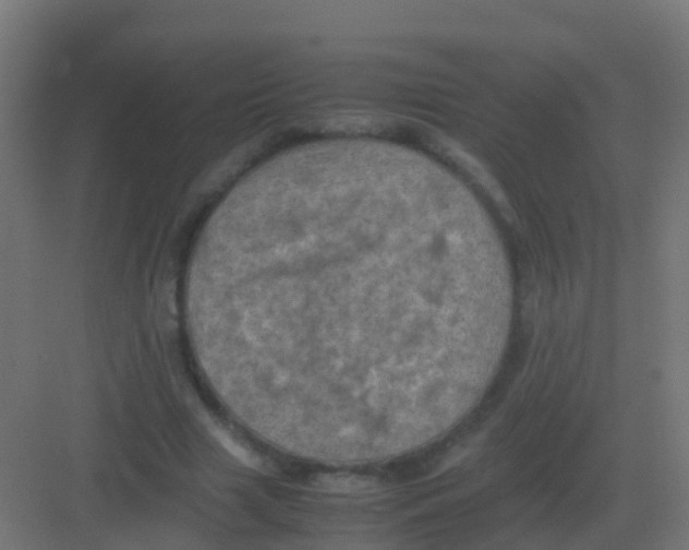 X0000081330633200702082203