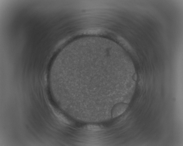 X0000081330636200702082203