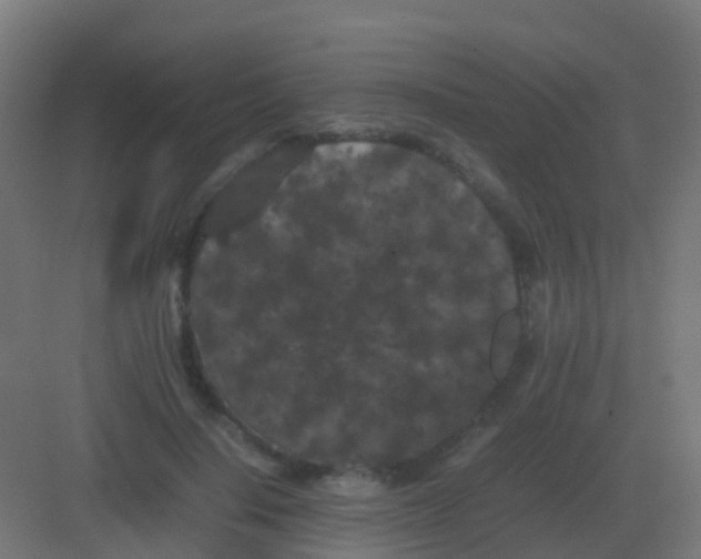 X0000081330644200702082203