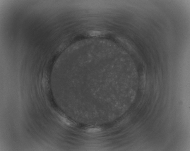 X0000081330653200702082203