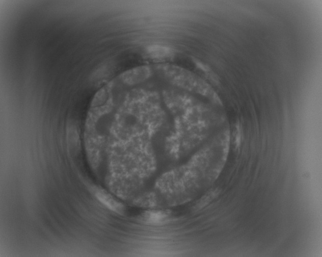 X0000081330662200702082203