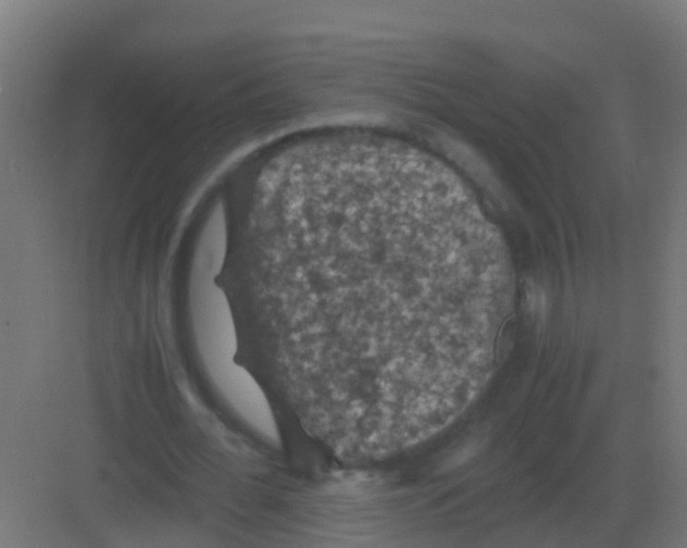 X0000081330676200702082203