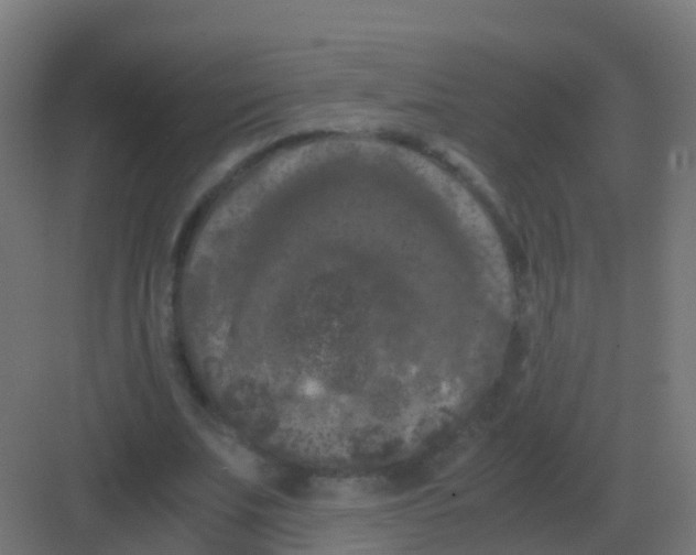 X0000081330679200702082203