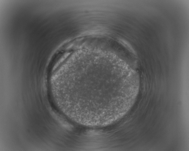 X0000081330680200702082203