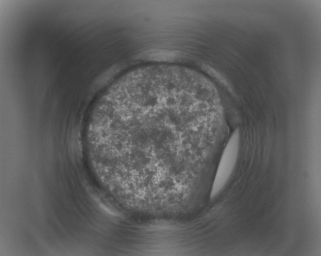 X0000081330682200702082203