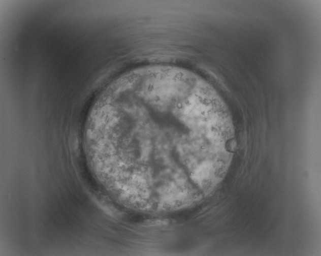 X0000081330687200702082203