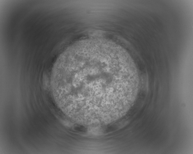 X0000081330705200702082202