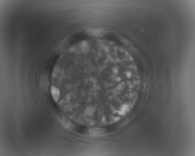 X0000081330707200702082202