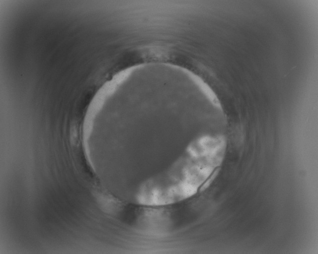 X0000081330709200702082202