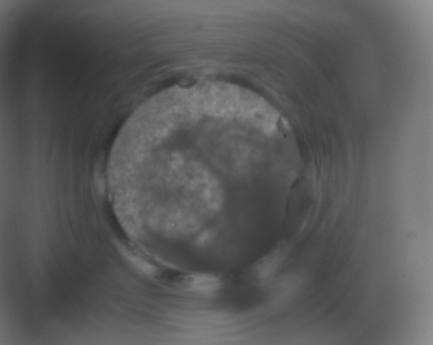 X0000081330719200702082202